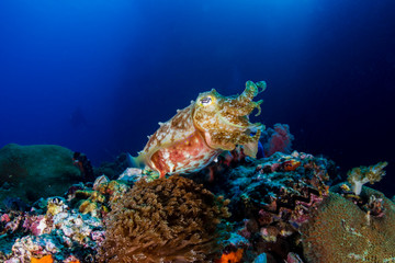 A curious Broadclub Cuttlefish (sepia latimanus) on a tropical coral reef