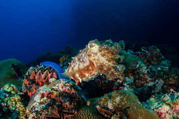 Fototapeta na wymiar A curious Broadclub Cuttlefish (sepia latimanus) on a tropical coral reef