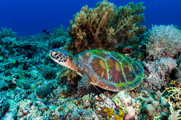 Naklejka na ściany i meble A large Green Sea Turtle (Chelonia Mydas) on a tropical coral reef in the Philippines
