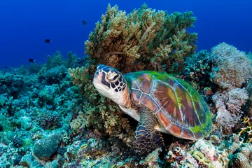 Zelfklevend Fotobehang Een grote groene zeeschildpad (Chelonia Mydas) op een tropisch koraalrif in de Filippijnen © whitcomberd