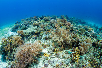 Naklejka na ściany i meble A thriving, healthy tropical coral reef system in the Philippines