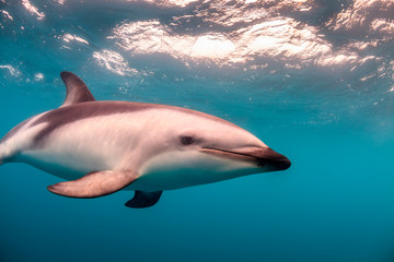 A Dusky Dolphin (Lagenorhynchus obscurus) swimming off the Kaikoura Peninsula, South Island, New Zealand