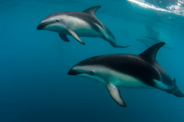 Obraz na płótnie Canvas A Pod of Dusky Dolphins (Lagenorhynchus obscurus) swimming off the Kaikoura Peninsula, South Island, New Zealand