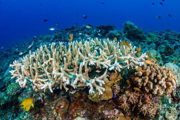 A thriving, healthy tropical coral reef system in the Philippines