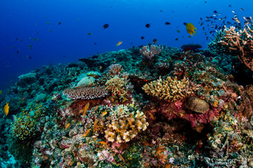 Obraz na płótnie Canvas A thriving, healthy tropical coral reef system in the Philippines