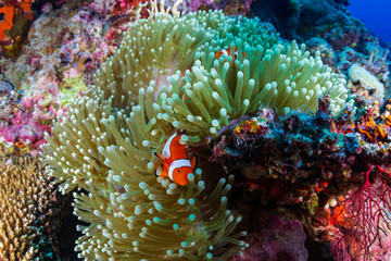 Naklejka na ściany i meble A family of cute Clownfish on a tropical coral reef in the Philippines