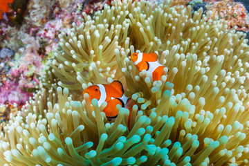 Naklejka na ściany i meble A family of cute Clownfish on a tropical coral reef in the Philippines