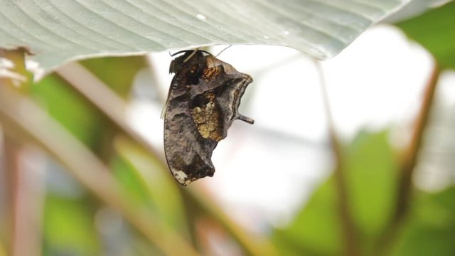 Tiger Leafwing Butterfly