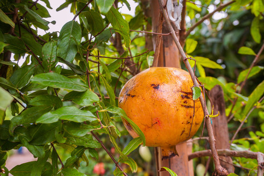 Isolated Green pomegranate (Dalim or bedana or anar) fruit on the tree in leaves,