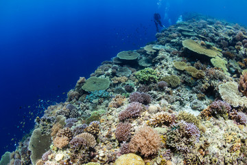 Fototapeta na wymiar SCUBA divers on a colorful, healthy tropical coral reef system in the Philippines