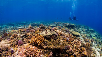 SCUBA divers on a colorful, healthy tropical coral reef system in the Philippines