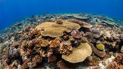 A beautiful, healthy shallow water tropical coral reef
