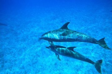 Atlantic Spotted Dolphins (Stenella frontalis), White Sand Ridge, Bahamas Bank, Bahamas, Caribbean