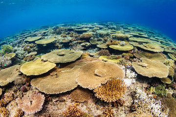 Huge table corals (Acropora) and other hard corals on a shallow water coral reef in Asia