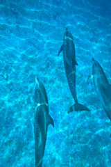 Atlantic Spotted Dolphins (Stenella frontalis), White Sand Ridge, Bahamas Bank, Bahamas, Caribbean