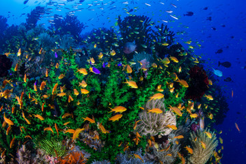 Colorful tropical fish on a coral reef in Bohol, Philippines