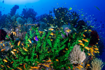 Fototapeta na wymiar Colorful tropical fish on a coral reef in Bohol, Philippines