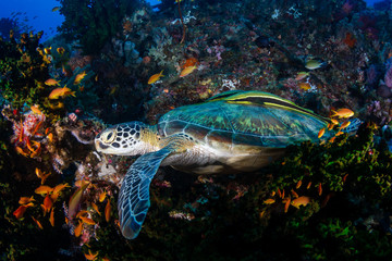 Fototapeta na wymiar A large Green Sea Turtle (Chelonia Mydas) on a tropical coral reef in the Philippines
