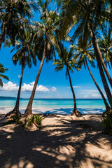Obraz na płótnie Canvas Palm trees on a beautiful, relaxing tropical beach