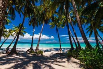 Obraz na płótnie Canvas Palm trees growing on a beautiful, sandy tropical beach next to a shallow ocean (White Beach, Boracay)