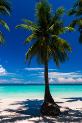 Palm trees growing on a beautiful, sandy tropical beach next to a shallow ocean (White Beach, Boracay)