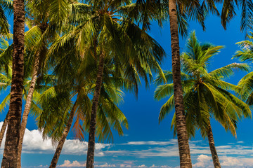 Palm trees on a beautiful, relaxing tropical beach