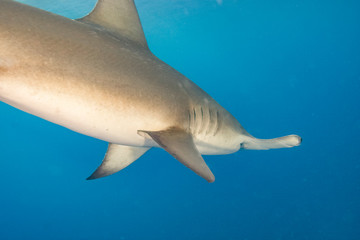 Obraz na płótnie Canvas Great Hammerhead Shark (Sphyrna mokarran) Northern Bahamas