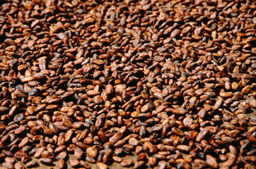 Caribbean, Lesser Antilles, West Indies, Saint Lucia, Soufriere. Fond Doux Estate, 18th century cocoa plantation. Cocoa pods aka beans.