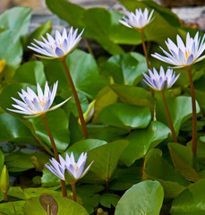 Obraz premium Pygmy Water Lily ( Nymphaea X Daubeniana Vivparous )