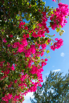 BVI, Anegada. Colorful display of blooming bougainvillea