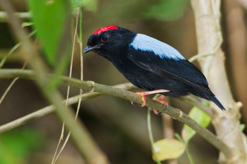 Blue-backed Manakin