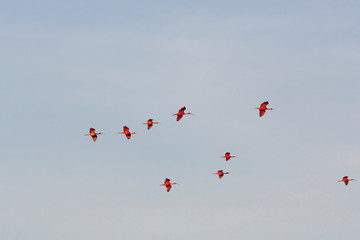 Trinidad, Arima Valley, Asa Wright Nature Center. Scarlet ibises in flight.