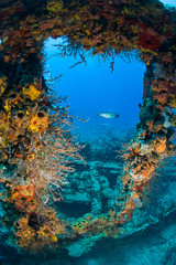 Wreck of the RMS Rhone, iron-hulled steam sailing vessel, sank after the Great Hurricane of 1867 off the coast of Salt Island, near Tortola, British Virgin Islands, Caribbean © Stuart Westmorland/Danita Delimont