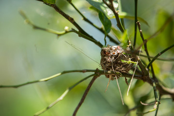 The nest of the Cuba Bee Hummingbird near Playa Larga, Cuba