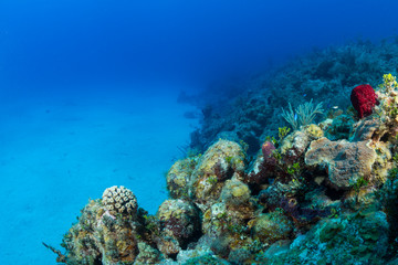 Fototapeta na wymiar Colorful corals in the foreground of this underwater photograph of a coral reef along the north coast of Cuba