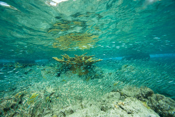 Fototapeta na wymiar schooling baitfish, Tortola, British Virgin Islands, Caribbean