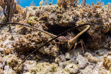 A large spiny lobster uses its antennae to feel its way around its hole in a coral reef along the north coast of Cuba
