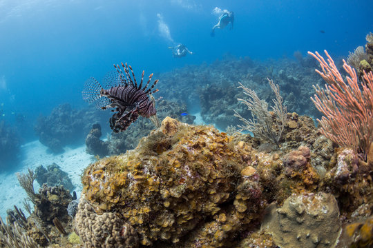 A lionfish is seen above the coral reef with scuba divers in the background in this underwater photo taken off the Isle of Youth, Cuba