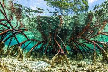 Underwater photograph of a mangrove tree in clear tropical waters with blue sky in background near...