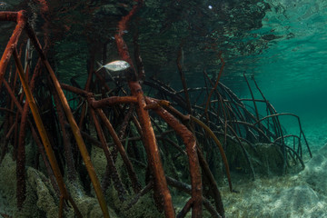 Underwater view of mangrove roots with a juvenile bar jack swimming through