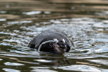 Naklejka premium Humboldt Penguin Swimming in the Water