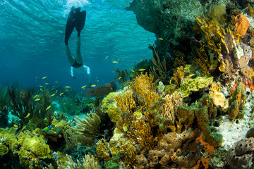 Woman snorkeling above a colorful tropical coral reef near Staniel Cay, Exuma, Bahamas