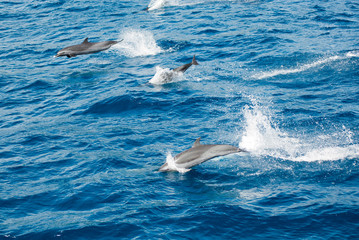 Dominica, Roseau, dolphins swimming in the blue sea