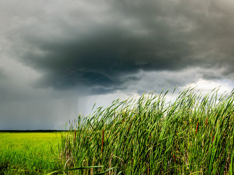 Storm clouds over a grouping of cattails