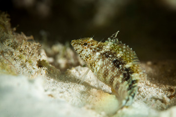 Obraz na płótnie Canvas Juvenile reef fish taken near Staniel Cay, Exuma, Bahamas