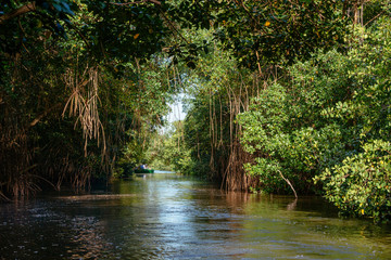 Trinidad, Arima Valley, Asa Wright Nature Center. Trees and vines hanging over water.