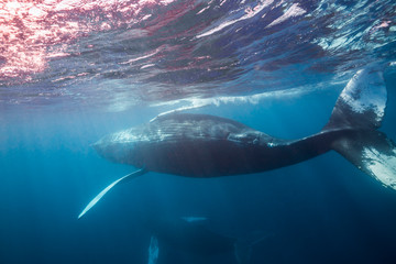 A pair of adult humpback whales swim near the surface of the clear blue water of the Silver Bank, Dominican Republic