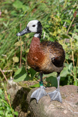 White Faced Whistling Duck Standing on a Rock