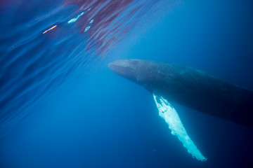 Naklejka premium A large humpback whale ascends through the clear blue of the Silver Bank, Dominican Republic