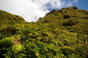 MARTINIQUE. French Antilles. West Indies. Low-growing lush tropical vegetation covers volcanic rock...